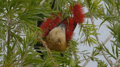 Great Mascarene fruit bat - Mauritius flying fox licking red flowers on tree