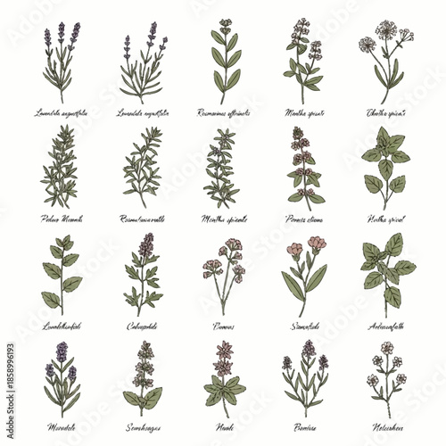 Collection of various herbs and flowers with botanical names.