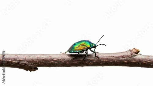 Close-up of a vibrant green jewel beetle crawling on a tree branch against a white background.