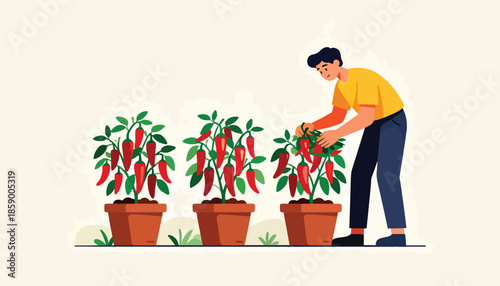 Person tending to potted chili plants with ripe red peppers