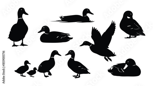 Silhouette collection of ducks in various poses swimming flying and resting