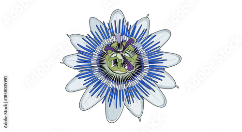 Purple flower with green leaves and stem