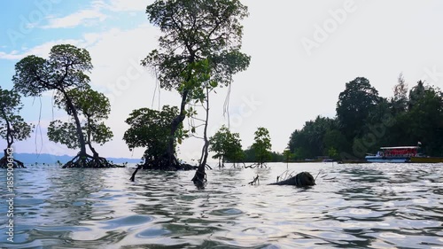mangrove trees standing in shallow coastal water with boats in tropical lagoon flooded water