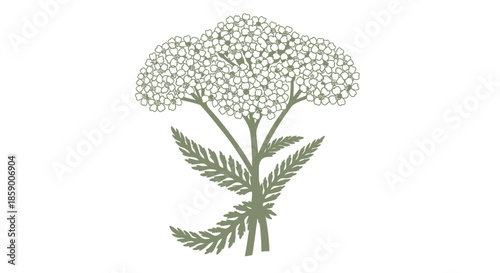 Elegant white flower with delicate pink accents