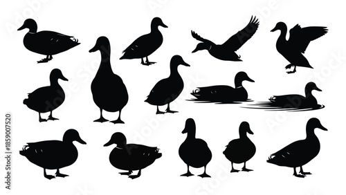 A collection of black silhouette duck illustrations in various poses and perspectives