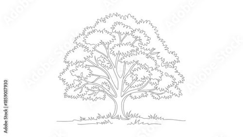 A detailed line drawing of a large, leafy deciduous tree with a thick trunk and branches, set against a white background with a hint of grass at its base.