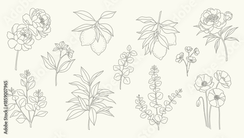 A collection of delicate line drawings of various botanical elements, including flowers, leaves, and fruits, presented on a neutral background.