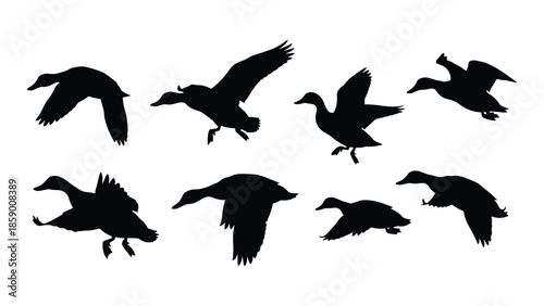 A collection of black silhouettes depicting ducks in various flight poses