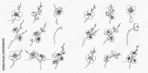Set of Hand-Drawn Plum Blossom Branches and Flowers in Black and White Outline.