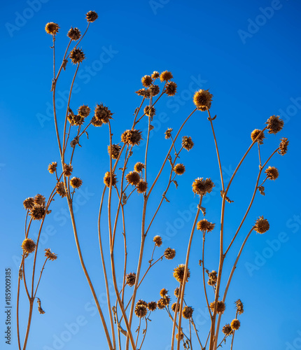 dried poppy flowers against blue sky
