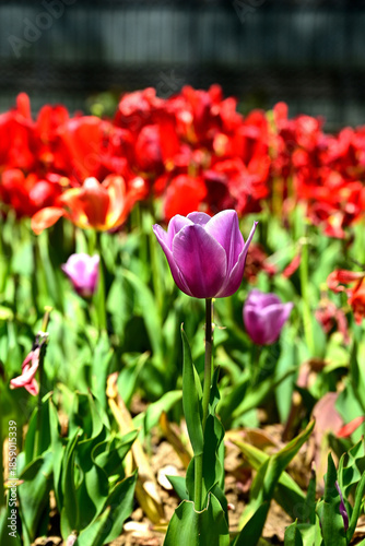 Colorful tulips in Türkiye in April