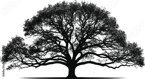 Detailed silhouette of a large spreading oak tree with wide branches and dense foliage, isolated nature element for landscape design, vector illustration