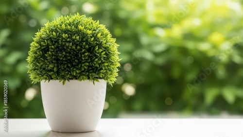 Small green plant in white pot on table with blurred background