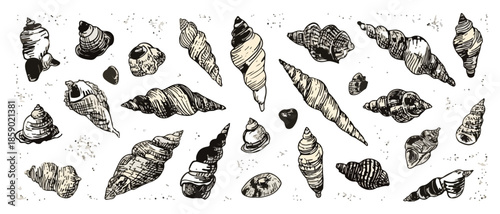 Eine Sammlung von handgezeichneten Muscheln und Schneckenhäusern auf transparentem Hintergrund, detailliert und realistisch.