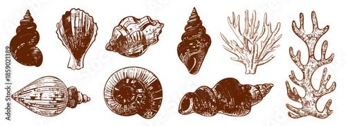 Zeichnungen von verschiedenen Muscheln, Schnecken und Korallen auf transparentem Hintergrund