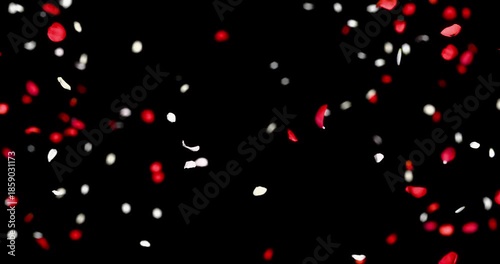 Red and white flower petals sway in the wind. Isolated on black background. 4K 3D rendering loop animation.