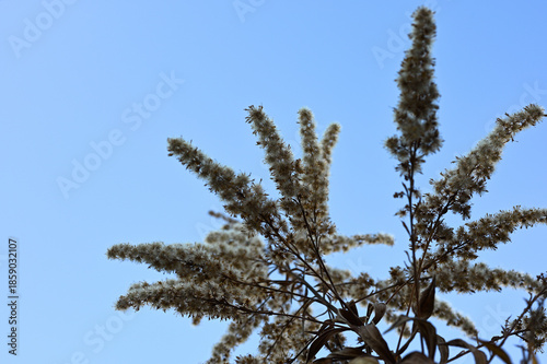 青空に映える植物02