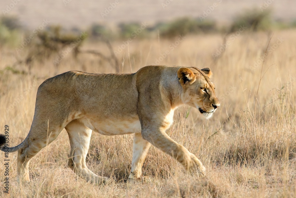 Naklejka premium A majestic lioness walking through dry golden grass in an African savanna