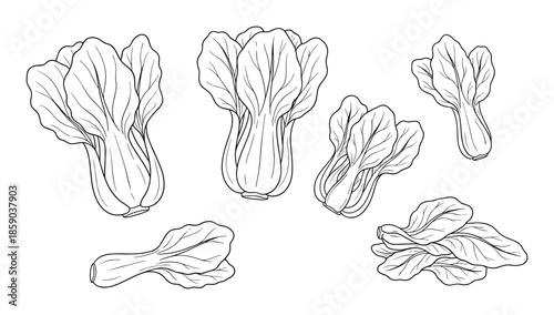 Bok choy vector illustration with fresh vegetable outline drawing chinese cabbage