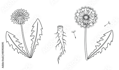 Dandelion set botanical sketch outline open flower seed and leaves with roots