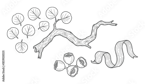 Eucalyptus leaves branches and fruit gum nuts hand drawn outline vector illustration
