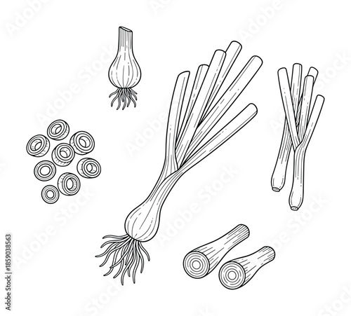 Fresh scallions with roots and sliced parts line art vector illustration