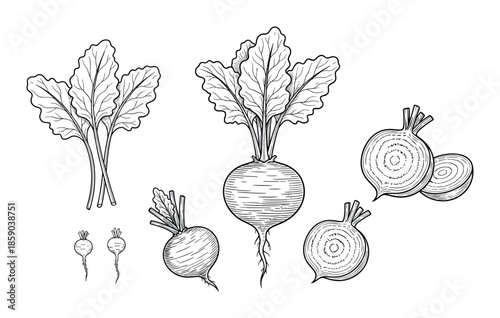 Hand drawn beet vegetable with foliage beetroot plant organic food ingredient vector