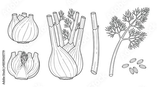 Hand drawn bulb of fennel vegetable with leaves anise plant organic food vector art