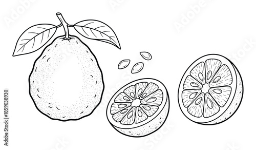 Hand drawn pomelo illustration with slice and seed in outline drawing style vector