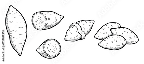 Hand drawn raw sweet potato whole and sliced isolated on transparent background