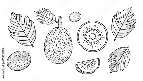 Jackfruit and kiwi fruit with leaves drawn in sketch style black outline art