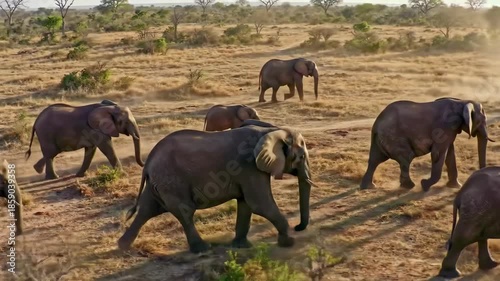 A herd of brown elephants walking across a dry, grassy savannah with scattered green bushes and trees in the background