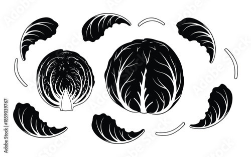Red cabbage leaf and head illustration line art vector black and white