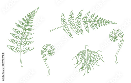 Set of green fern branches leaves sprouts fronds hand drawn outline vector illustration