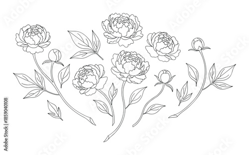 Set of peony flowers leaves buds and stems vector botanical line art decoration design