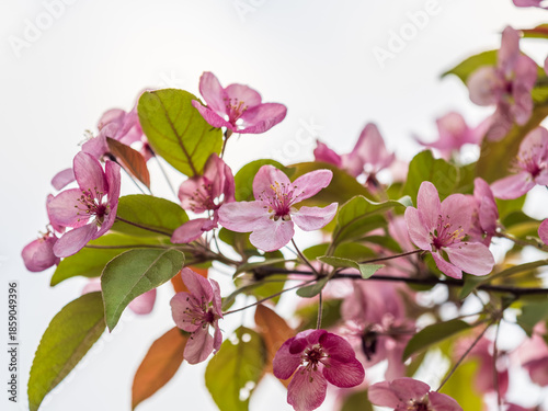 Fresh pink flowers of a blossoming apple tree with blured background