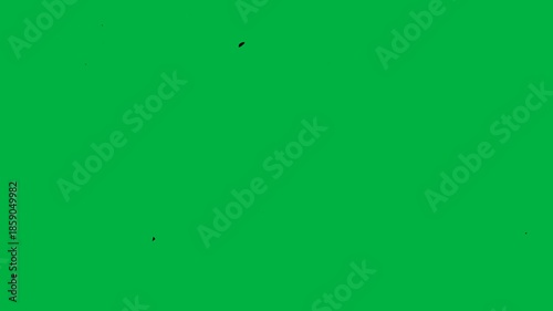 tree silhouette break and scatter around then dissapear in green screen background