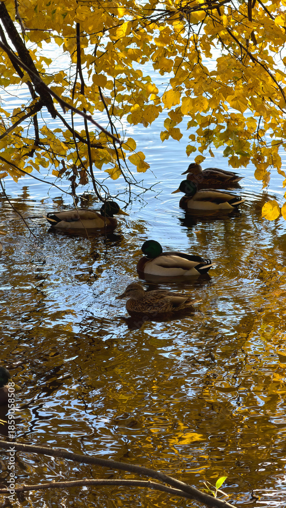 Naklejka premium Ducks swimming in a pond surrounded by autumn leaves.