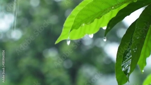 Close-up of vibrant green leaves with raindrops falling and collecting, soft bokeh background.