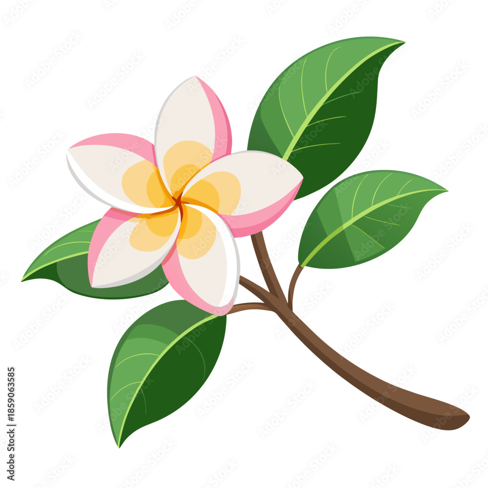 Obraz premium frangipani flower isolated on white background