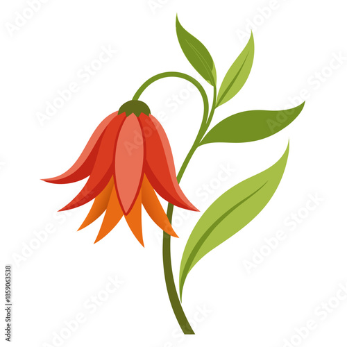 crown imperial flower with branch on white background