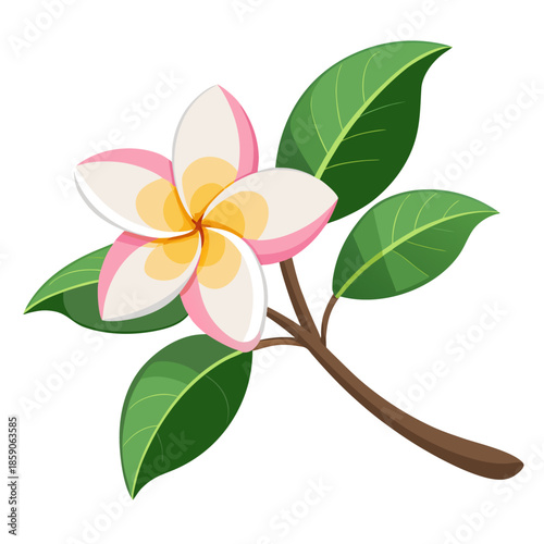 frangipani flower isolated on white background