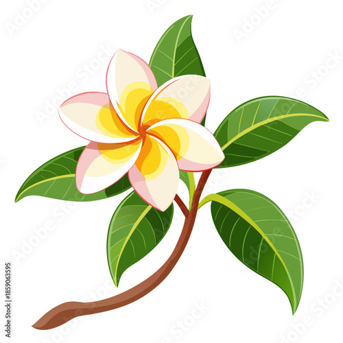 frangipani flower vector illustration