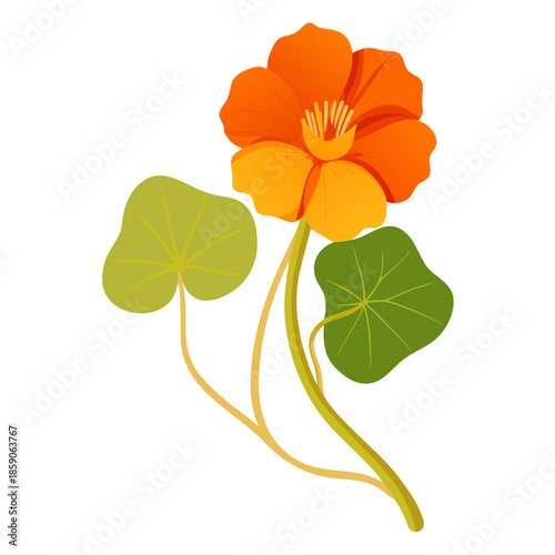  orange nasturtium flower with branch on white background