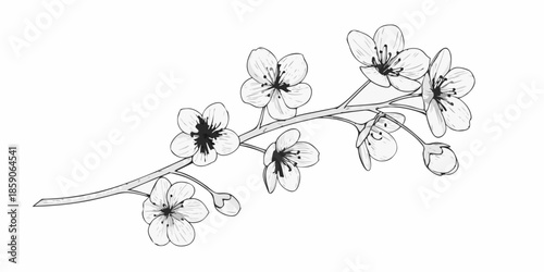 Delicate sketch of a blossoming cherry branch with detailed floral artwork