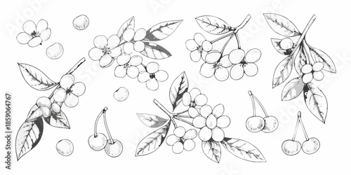 Delicate botanical illustration featuring coffee berries and lush green leaves