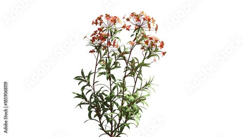 3D realistic meadow flowers isolated on white background with alpha channel to be used for architecture visualization or motion graphics.
