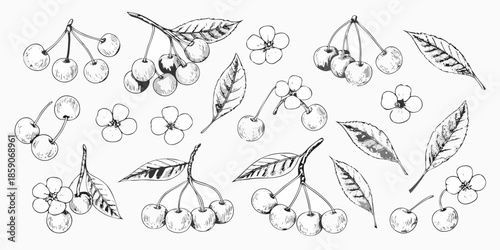 A botanical illustration of cherries leaves and blossoms in a vintage style