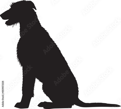 Silhouette of a graceful irish wolfhound dog sitting patiently