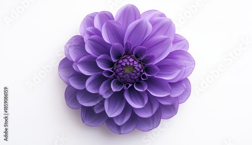 Vibrant Purple Dahlia Flower with Petals Radiating Elegance and Beauty on a White Background